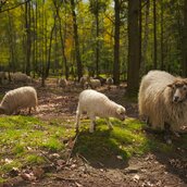 Osterlämmer und Schafe im Düppeler Wald