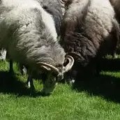 Schafe im Schlossgarten Charlottenburg