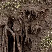 Delcy Morelos, Madre, Detail, 2025, Erde, Ton, Wasser, Holz, Metall, Jute Heu, Stroh Zimt, Nelken, Buchweizen, Chia-Samen, Tabak, Honig, Maße variabel. Ausstellungsansicht Hamburger Bahnhof – Nationalgalerie der Gegenwart, 11.7.2025 – 25.1.2026