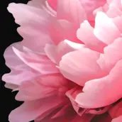 Blüte einer Pfingstrose