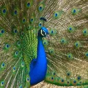 Pfau auf der Pfaueninsel