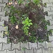 Nahaufnahme von Berliner Hinterhofpflanzen umgeben von Pflastersteinen