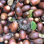 Saatgut der Zerreichen