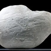 Grünlich-graues Graptolithen-Gestein mit Gletscherschrammen