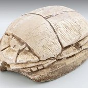 Skarabäus, 2. Zwischenzeit, 13. Dynastie, VÄGM 1983/032,