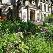 Blick auf den blühenden Pollinator Garten auf dem Vorplatz des Museums