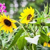 Sommer im Garten