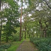 Veranstaltungen in Berlin: Kulinarische Wildkräuterführung unter dem Motto "walk and taste" rund um den U-Bahnhof Ruhleben