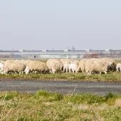 Skudden auf dem Tempelhofer Feld