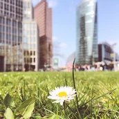 Gänseblümchen am Potsdamer Platz