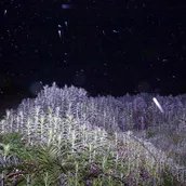 Sitting_On_A_Cornflake 2017/2025