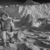 Sled Dog  Greenland, 2007 (Detail)_Hunter Mads Ole, Thule, Greenland, 2019