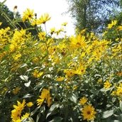 gelbe Blumen