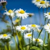 Gänseblümchen