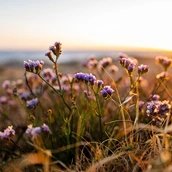 Wildblumen im Herbst