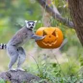 Helloween im Tierpark Berlin