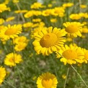 Botanischer Garten Berlin