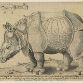 Enea Vico (1523–1567) nach Albrecht Dürer, Rhinocerus (Das Rhinozeros), 1542/1548, Kupferstich