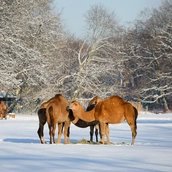 Winter im Tierpark Berlin