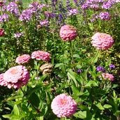 Blumen, bienenfreundlich.