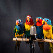 4 bunte Papageien vor einem Mikrofon