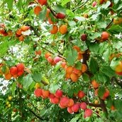 Mirabellenbaum