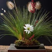 campusstadtnatur_tegelerstadtheide_Ikebana