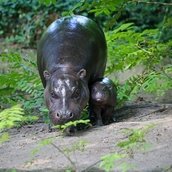 Zoologischer Garten Berlin - Zwergflusspferd