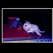 Nachtkatze und Dachgespenst – Theater Lingulino