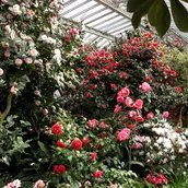 Kameliengewächshaus, Innenansicht