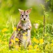 Wallaby im Zoo Berlin