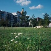 Blumen im Park am Gleisdreieck