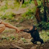 FILMSTILL Jane Goodall