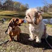 Zwei Hunde im Tierpark