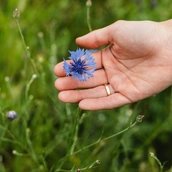eine Hand hält eine blaue Blume