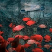 United Kingdom Photographer of the Year, Professional competition, Wildlife & Nature, Sony World Photography Award 2025 United Kingdom Photographer of the Year, Professional competition, Wildlife & Nature, Sony World Photography Award 2025