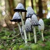 Pilze im Herbst