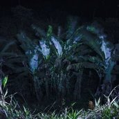 Palmen bei Mache Chindul, 2024