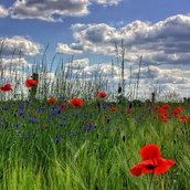 Blick auf eine Wiese mit roten Mohnblumen