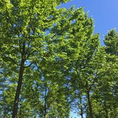 Bäume vor blauem Himmel