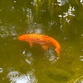 Goldkarpfen im Teich
