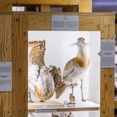 Exponate der Sonderausstellungen Zukunftsplan & ZUGvögel