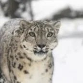 Schneeleopard im Tierpark Berlin