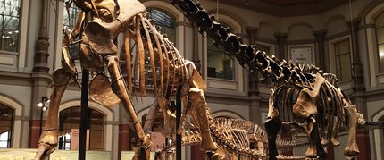 Dinosaurierskelette im Sauriersaal des Museums fuer Naturkunde Berlin