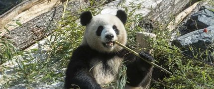 Panda Meng Meng im Zoo Berlin