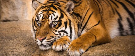 Tierpark Berlin Tigre de Sumatra