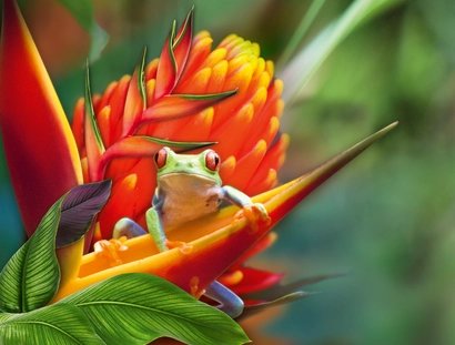 Farbwunder Tropen - Sonderausstellung in der Biosphäre Potsdam