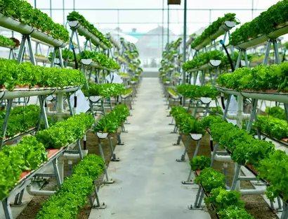 e_1eb4a2245a91d196668619462ac3350f_img-hopop