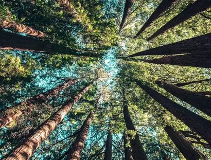 Baumführung - Gehölze in Berlin - Führung