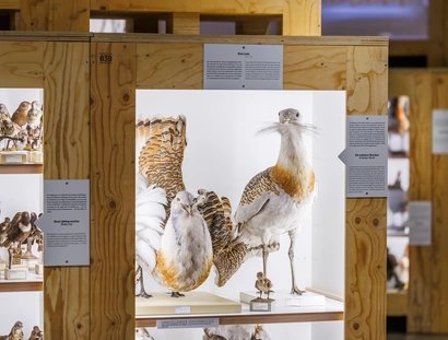 Exponate der Sonderausstellungen Zukunftsplan & ZUGvögel